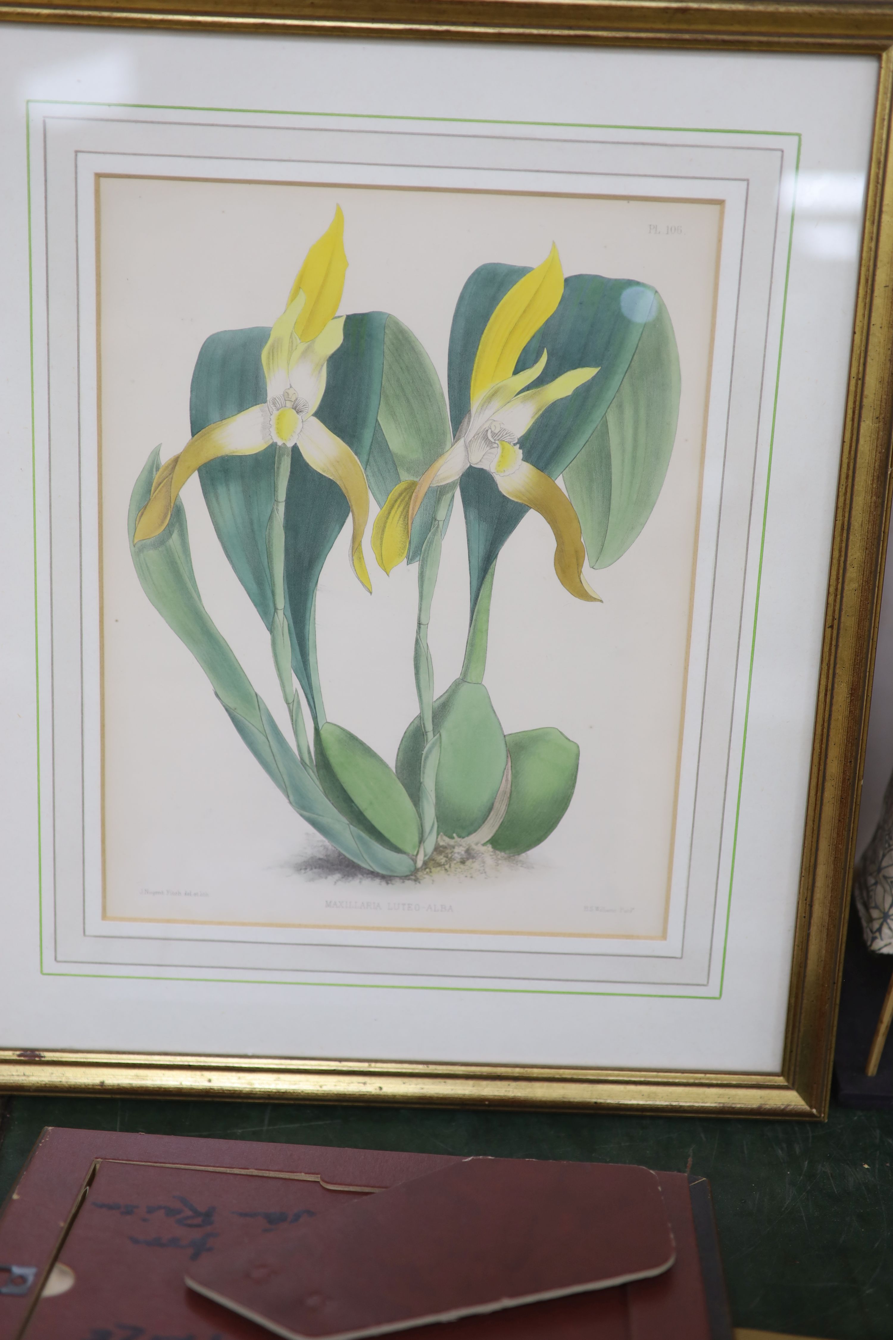 J.Nugent Fitch after B.S.Williams, a set of seven coloured lithographs, Studies of orchids, 29 x 23cm and a small watercolour of a butterfly by Nicholas Raison, 9 x 14.5cm